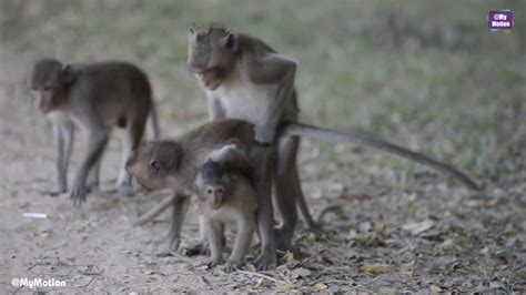 beastiality with monkeys|Monkey Videos / fucking bestiality tube / Most popular Page 1.